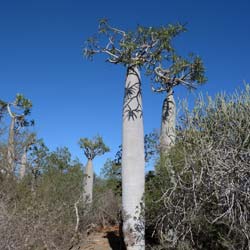 Palmeira de Madagáscar